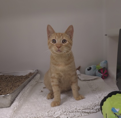 KERMIT - Domestic Shorthair / Mix available for adoption