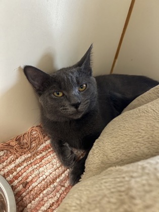 MAXXIE - Domestic Shorthair / Mix available for adoption
