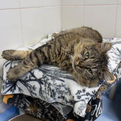 KING SCRUNGLE - Domestic Longhair / Mix available for adoption