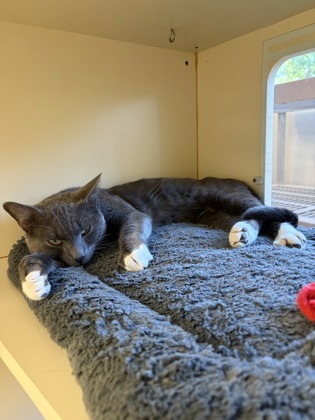 CHARLIE - Domestic Shorthair / Mix available for adoption