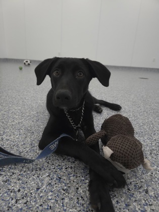 HELGA - Labrador Retriever / Mix available for adoption