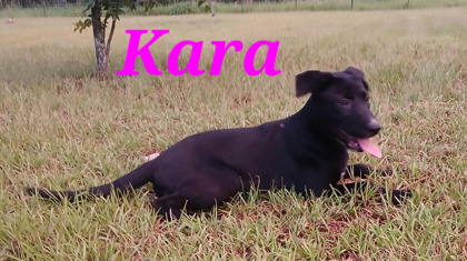 KARA - Labrador Retriever / Mix available for adoption