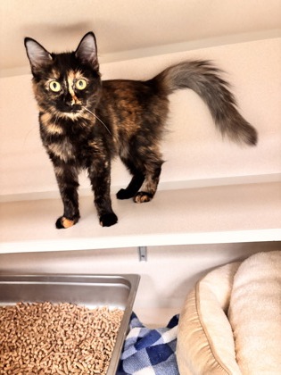 PENNY LANE - Domestic Shorthair / Mix available for adoption