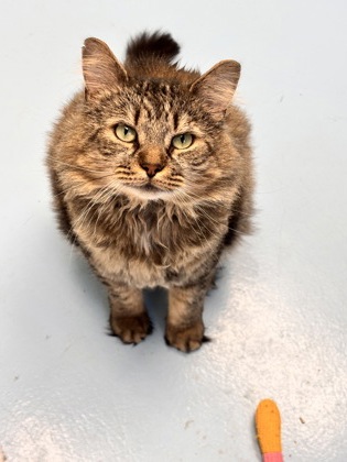 KING SCRUNGLE - Domestic Longhair / Mix available for adoption