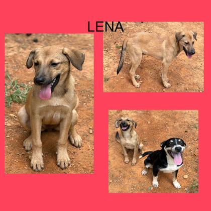 LENA - Shepherd / Mix available for adoption