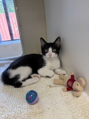 ANTOINETTE - Domestic Shorthair / Mix available for adoption