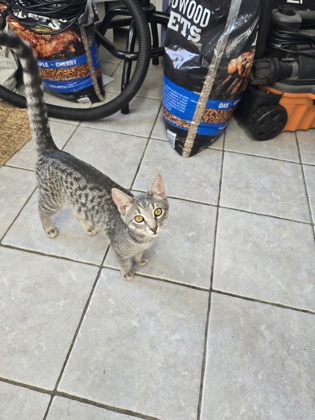 JELLY DONUT - FOSTER - Domestic Shorthair / Mix available for adoption