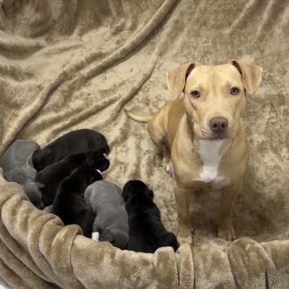 TOAST - Mixed Breed, Medium (up to 44 lbs fully grown) / Mix available for adoption