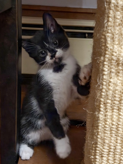 DOT - FOSTER - Domestic Shorthair / Mix available for adoption