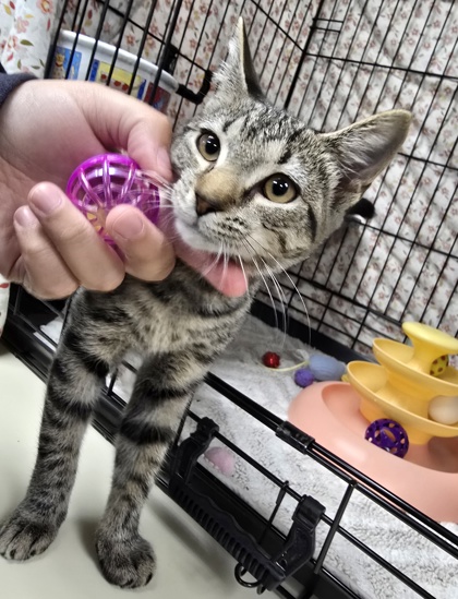 DEEDEE - Domestic Shorthair / Mix available for adoption