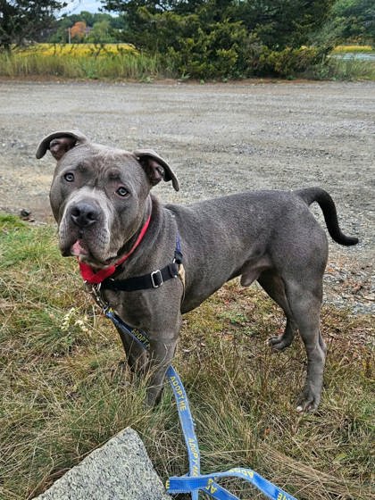 KING - Terrier / Mix available for adoption