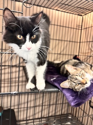 FLUFFY - BONDED PAIR - Domestic Medium Hair / Mix available for adoption