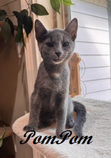 POMPOM - FOSTER - Domestic Shorthair / Mix available for adoption