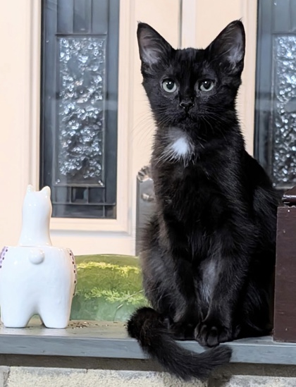 GENE KELLY - FOSTER - Domestic Shorthair / Mix available for adoption