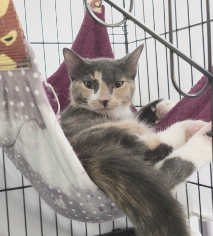 BETTY - Domestic Shorthair / Mix available for adoption