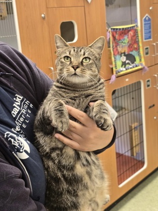 LILAS - Domestic Shorthair / Mix available for adoption