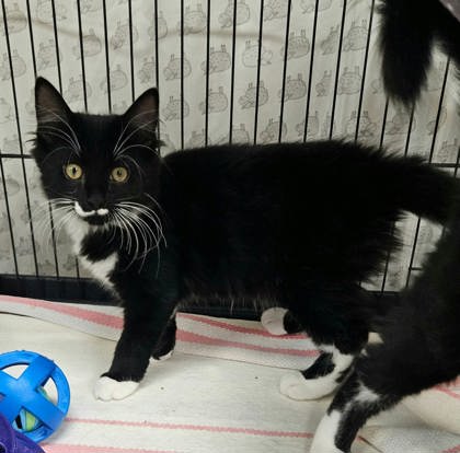 JACK - Domestic Medium Hair / Mix available for adoption