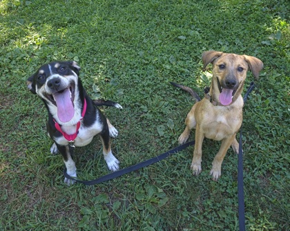 LENA - Shepherd / Mix available for adoption