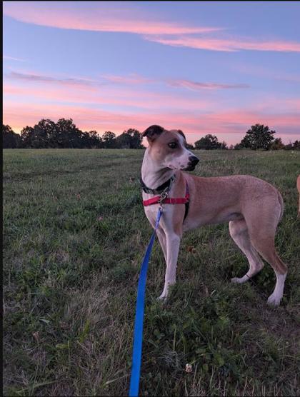 LIBERTY - FOSTER - Labrador Retriever / Mix available for adoption