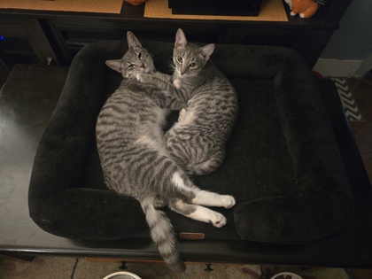 LEMON CURD - FOSTER - Domestic Shorthair / Mix available for adoption
