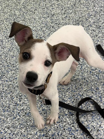 KATE - Mixed Breed, Medium (up to 44 lbs fully grown) / Mix available for adoption