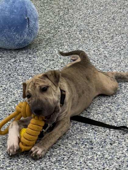 GIGGLES - Labrador Retriever / Mix available for adoption