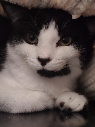 PEBBLES - Domestic Shorthair / Mix available for adoption