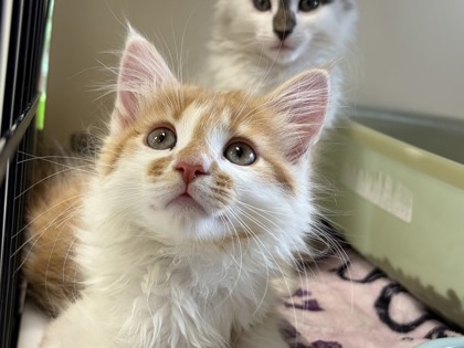 CHIPSTER - Domestic Medium Hair / Mix available for adoption