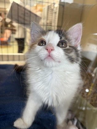 CHIPOLINA - Domestic Medium Hair / Mix available for adoption