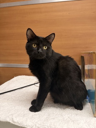 LONDON - Domestic Shorthair / Mix available for adoption