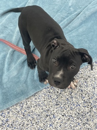 POP-TART - FOSTER - Mixed Breed, Medium (up to 44 lbs fully grown) / Mix available for adoption