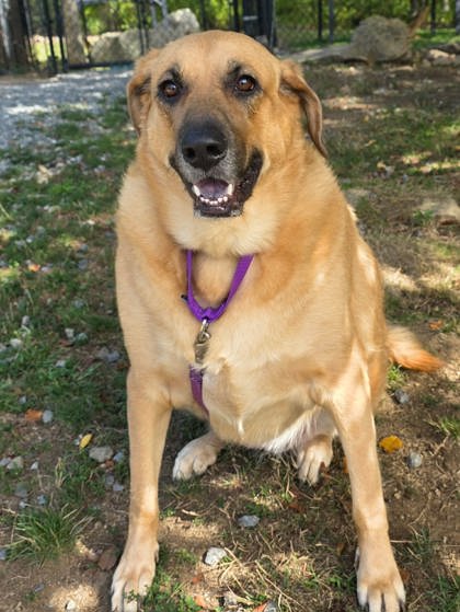MABELINE - Black-Mouth Cur / Mix available for adoption