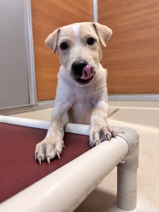 GILDO - Labrador Retriever / Mix available for adoption