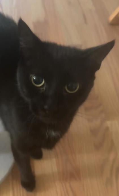 CHELSEA - FOSTER - Domestic Shorthair / Mix available for adoption