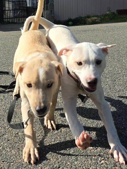 GAEL - Labrador Retriever / Mix available for adoption