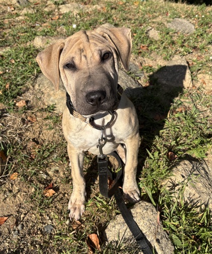 GILLIS - Labrador Retriever / Mix available for adoption