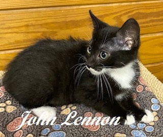 JOHN LENNON - Domestic Shorthair / Mix available for adoption