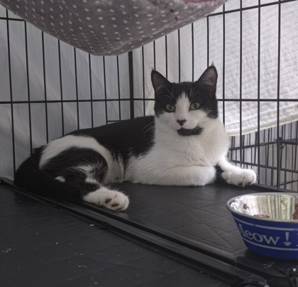 PEBBLES - Domestic Shorthair / Mix available for adoption