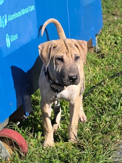 GILLIS - Labrador Retriever / Mix available for adoption