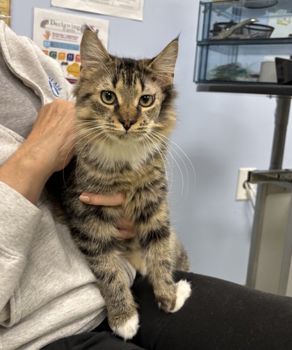 GLORIA - SPECIAL NEEDS - Domestic Medium Hair / Mix available for adoption