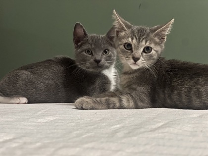 DOVAHKIIN - Domestic Shorthair / Mix available for adoption
