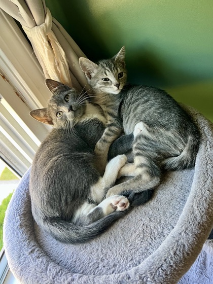 DOVAHKIIN - Domestic Shorthair / Mix available for adoption