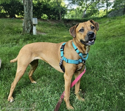 PIPER - Hound / Mix available for adoption