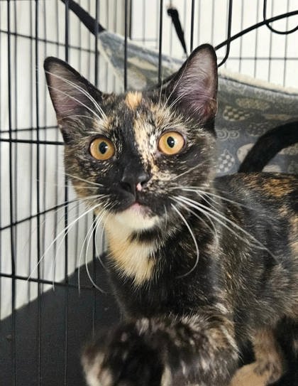 NOVALEE - Domestic Shorthair / Mix available for adoption