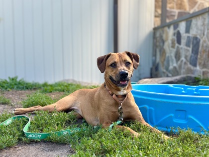 PIPER - Hound / Mix available for adoption