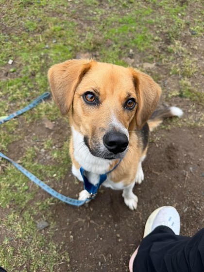 BETTY - Beagle / Mix available for adoption