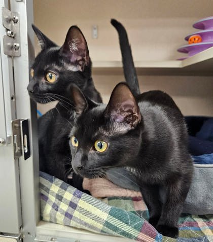 MALIK - Domestic Shorthair / Mix available for adoption