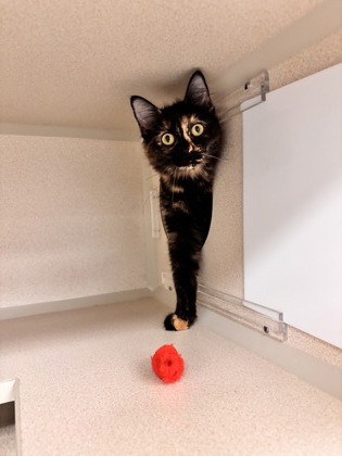 PENNY LANE - Domestic Shorthair / Mix available for adoption