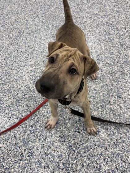 GIGGLES - Labrador Retriever / Mix available for adoption