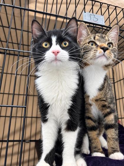 FLUFFY - BONDED PAIR - Domestic Medium Hair / Mix available for adoption